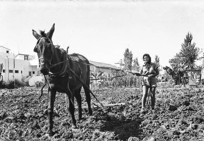 Historical view of Weisel Street area — agricultural field, mid-20th century
